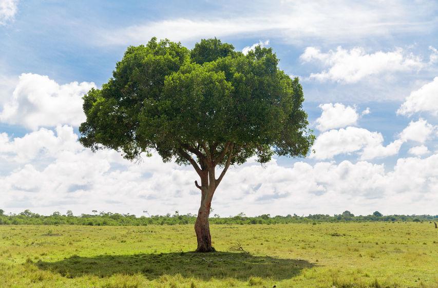 acacia tree in african savanna