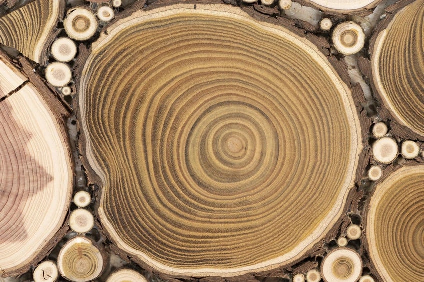 https://acaciawoodusa.com/wp-content/uploads/2021/01/cut-acacia-tree-showing-wood-grain.jpg